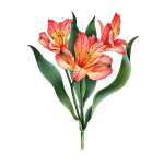 Альстромерія