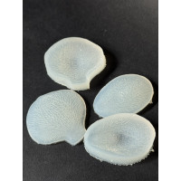 вайнер орхідея фаленопсис 2-х