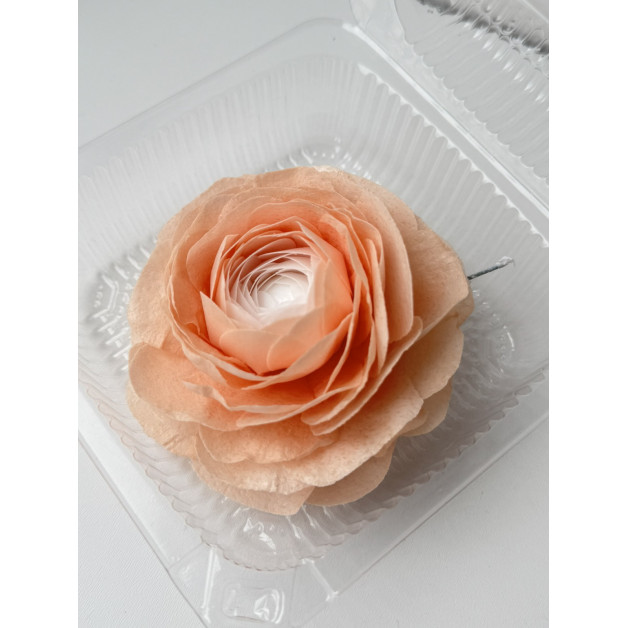 Вафельний ранункулюс біло-персиковий 1 шт