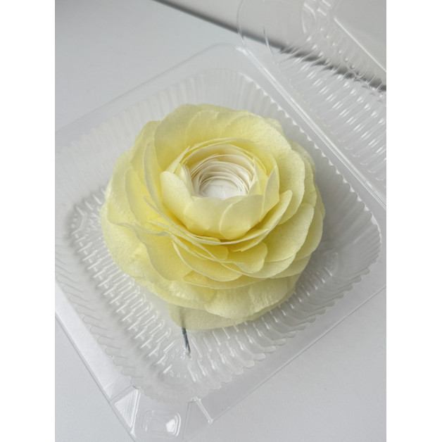 Вафельний ранункулюс біло-жовтий 1 шт