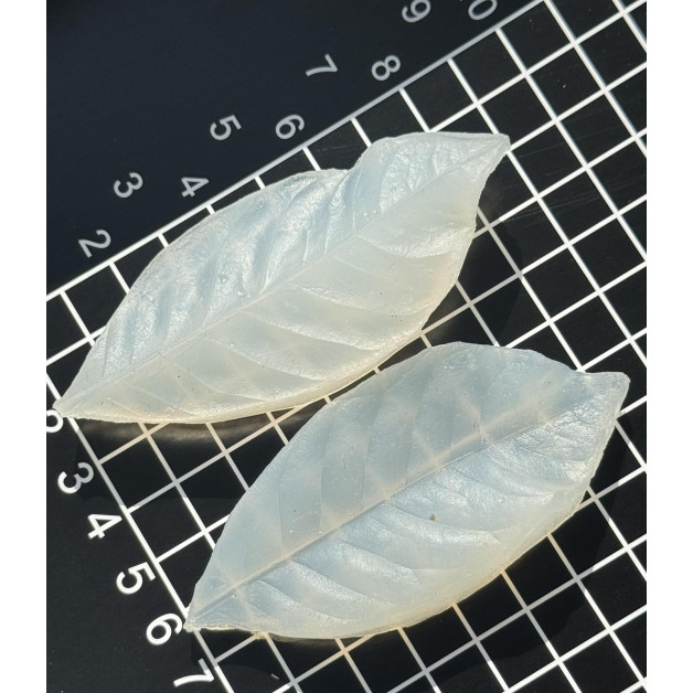 вайнер гарденії листок