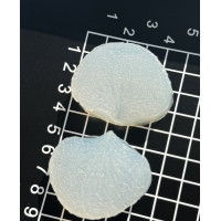 вайнер гортензії пелюстка 2