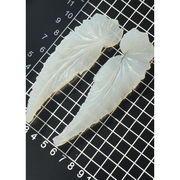 вайнер листок бегонії довгий