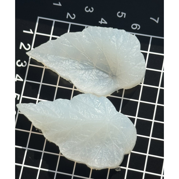 вайнер листок бегонії малий