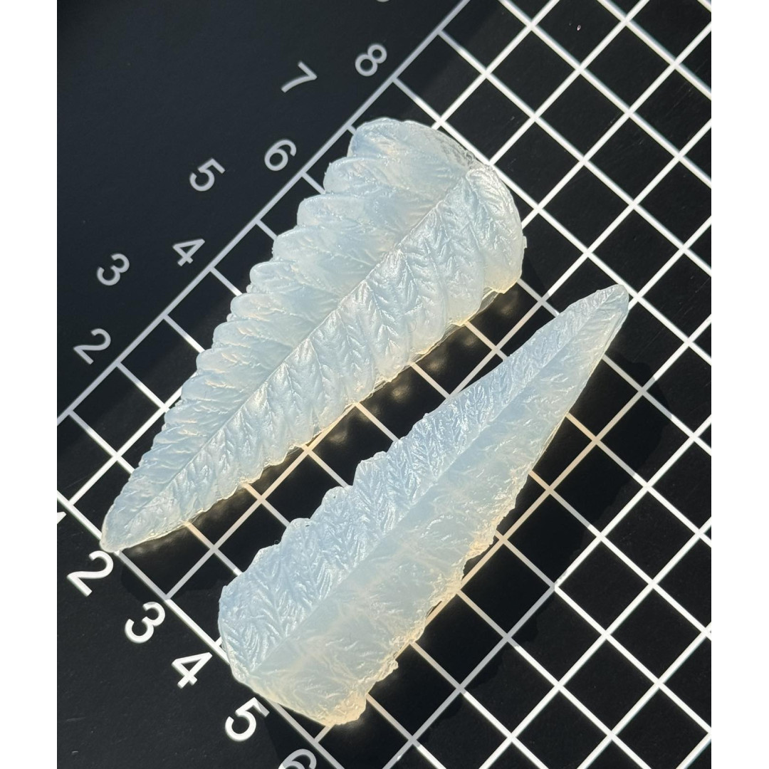 вайнер папороті листок широкий