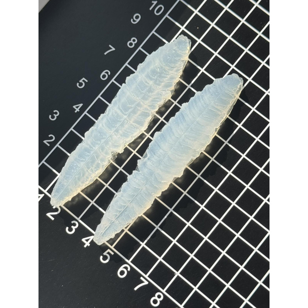 вайнер папороті листок вузький